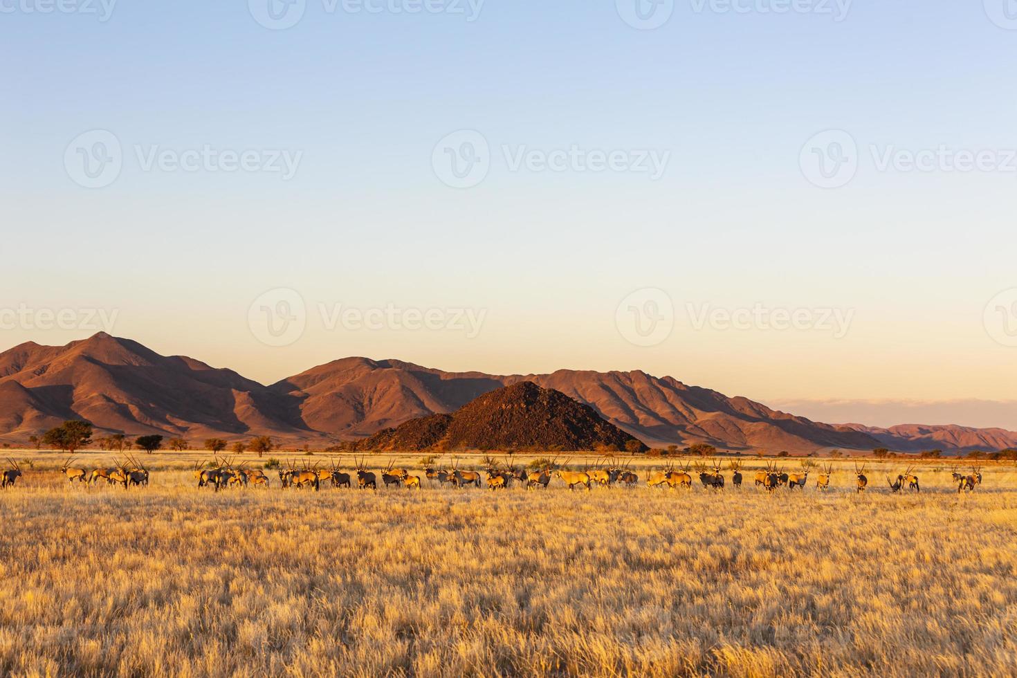 Large herd of oryx in late aftrnoon sun photo