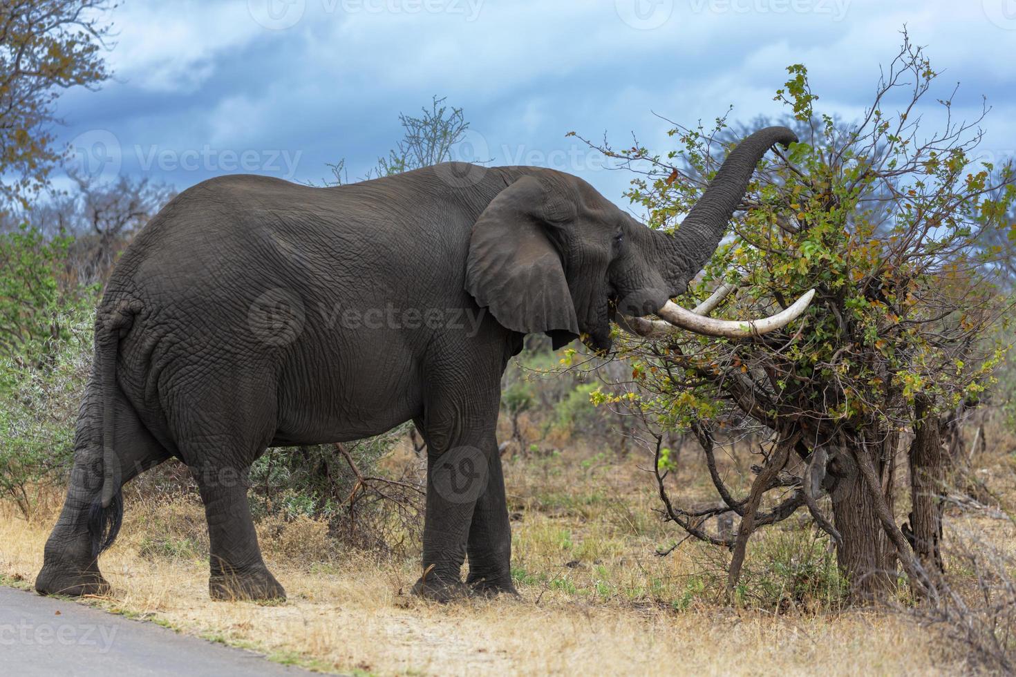 Elephant with large tusks graze on mopani tree photo