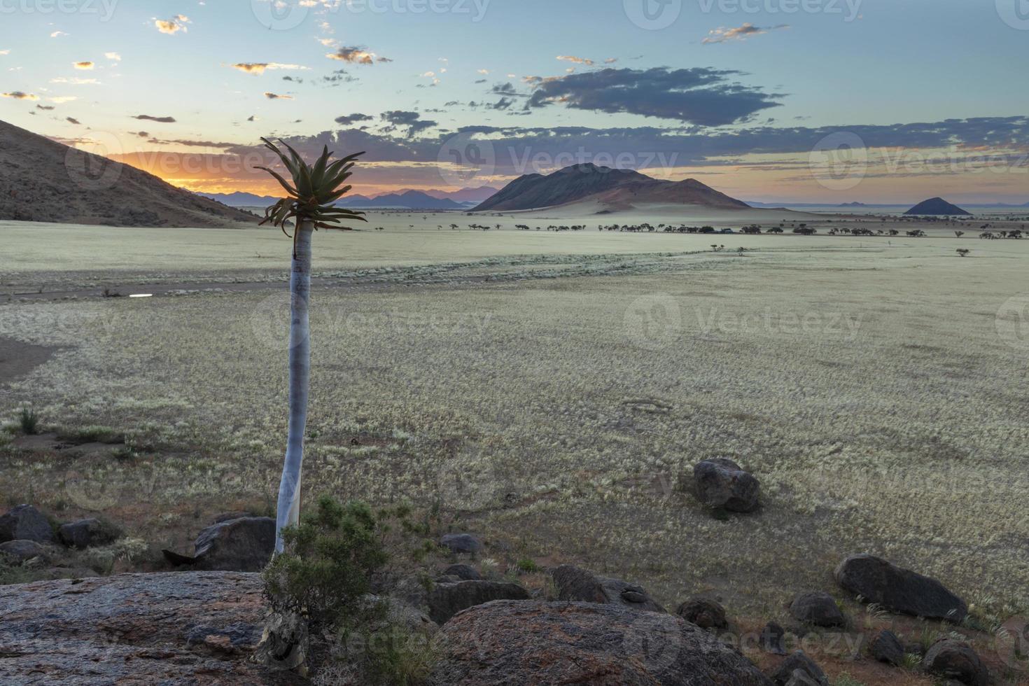 grande áloe a puesta de sol en namib Desierto foto