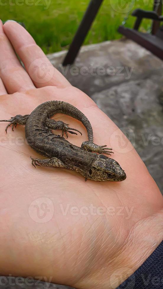 lagartija en mano. naturaleza en el país. jugoso césped. animal rescate concepto. foto