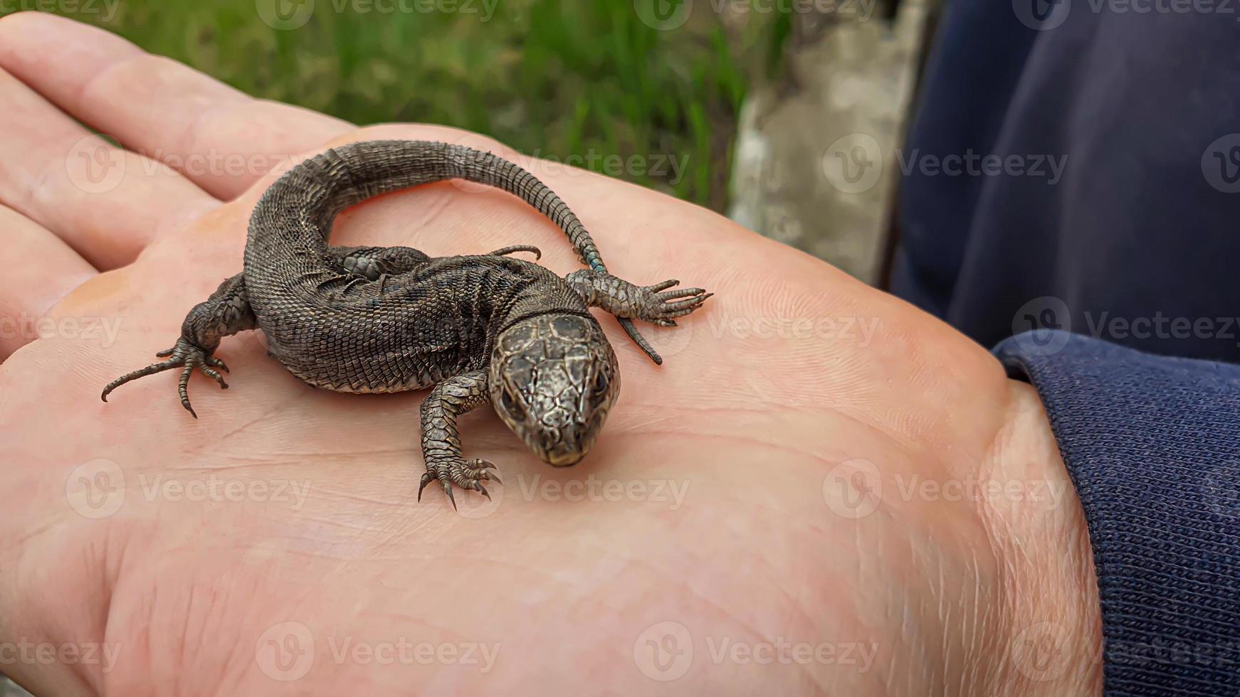 lagartija en mano. naturaleza en el país. jugoso césped. animal rescate concepto. foto