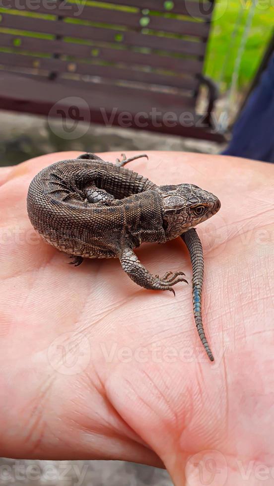 lagartija en mano. naturaleza en el país. jugoso césped. animal rescate concepto. foto