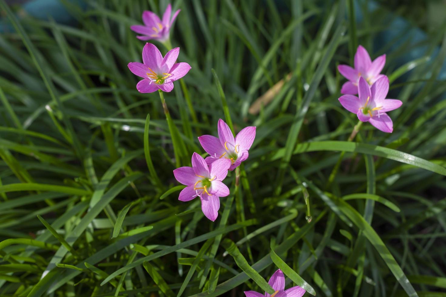 Top view of Pink fairy lily, rain lily, zephyr or Zephyranthes grandiflora flower bloom with sunlight in the garden. photo