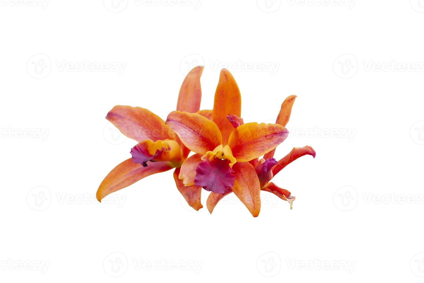 Orange Cattleya Orchids flower bloom isolated on white background included clipping path. photo