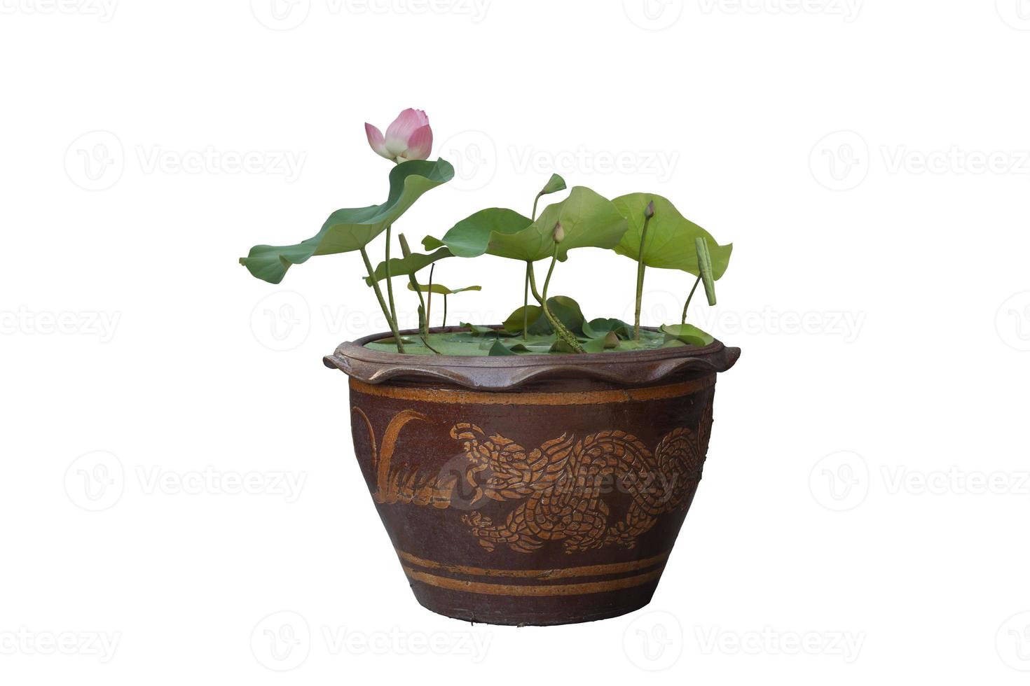 Beautiful purple Indian Lotus or Bean of India bloom in pot isolated on white background included clipping path. photo