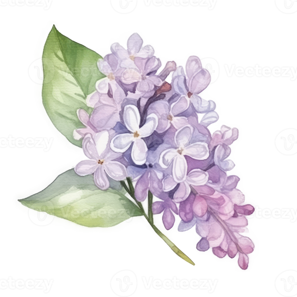 Watercolor drawing with Lilac flower png