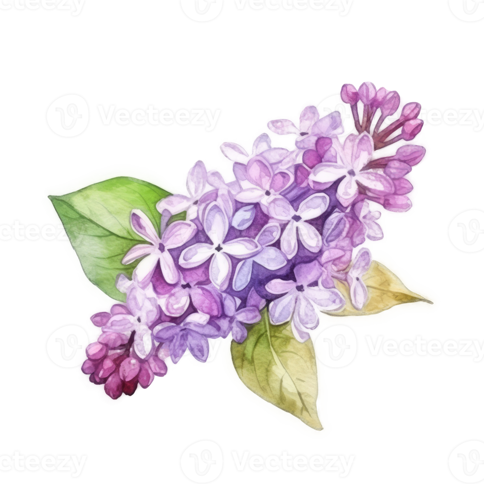 Watercolor drawing with Lilac flower png