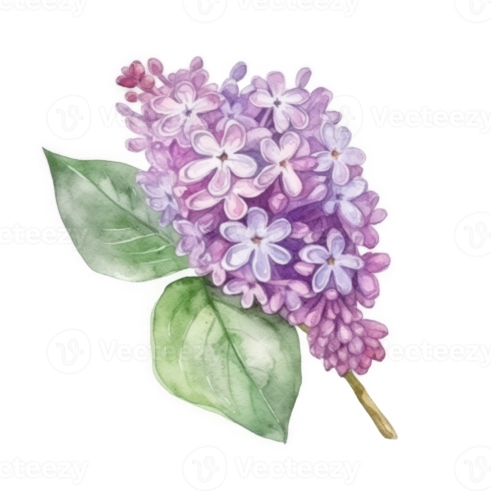 Watercolor drawing with Lilac flower png