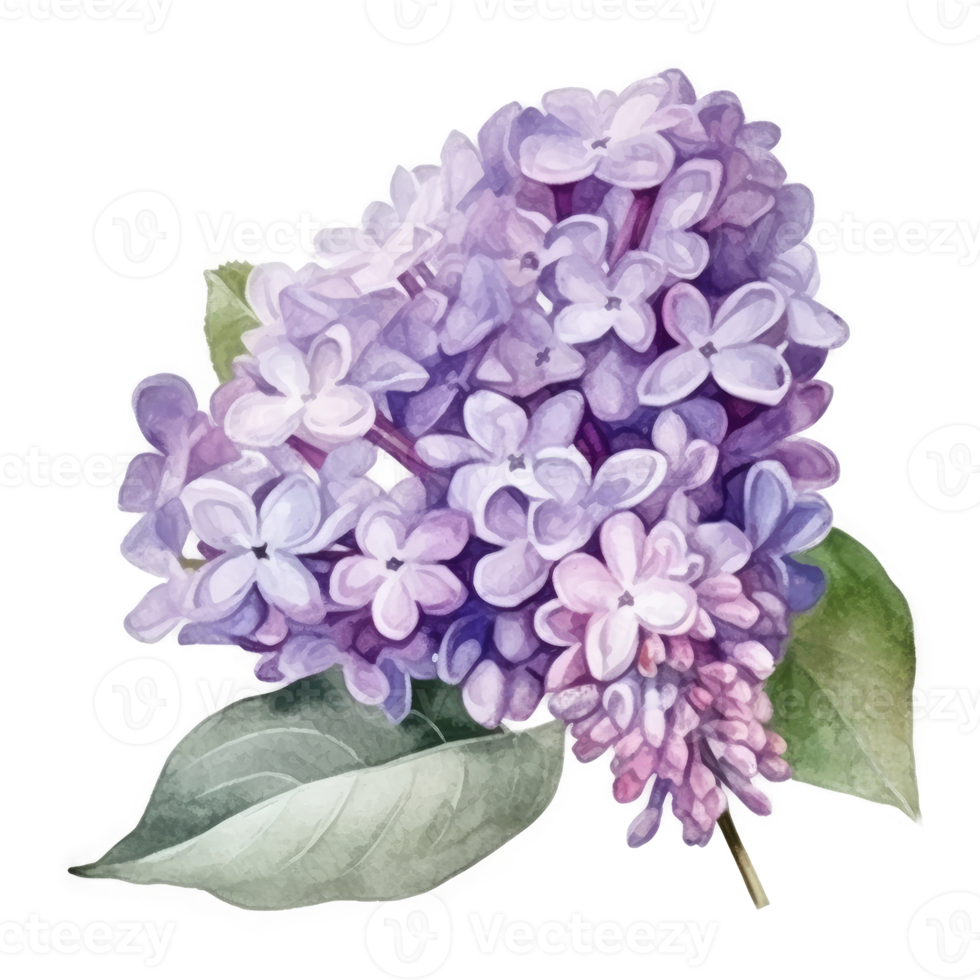 Lilac Drawing Images – Browse 284,490 Stock Photos, Vectors, and Video