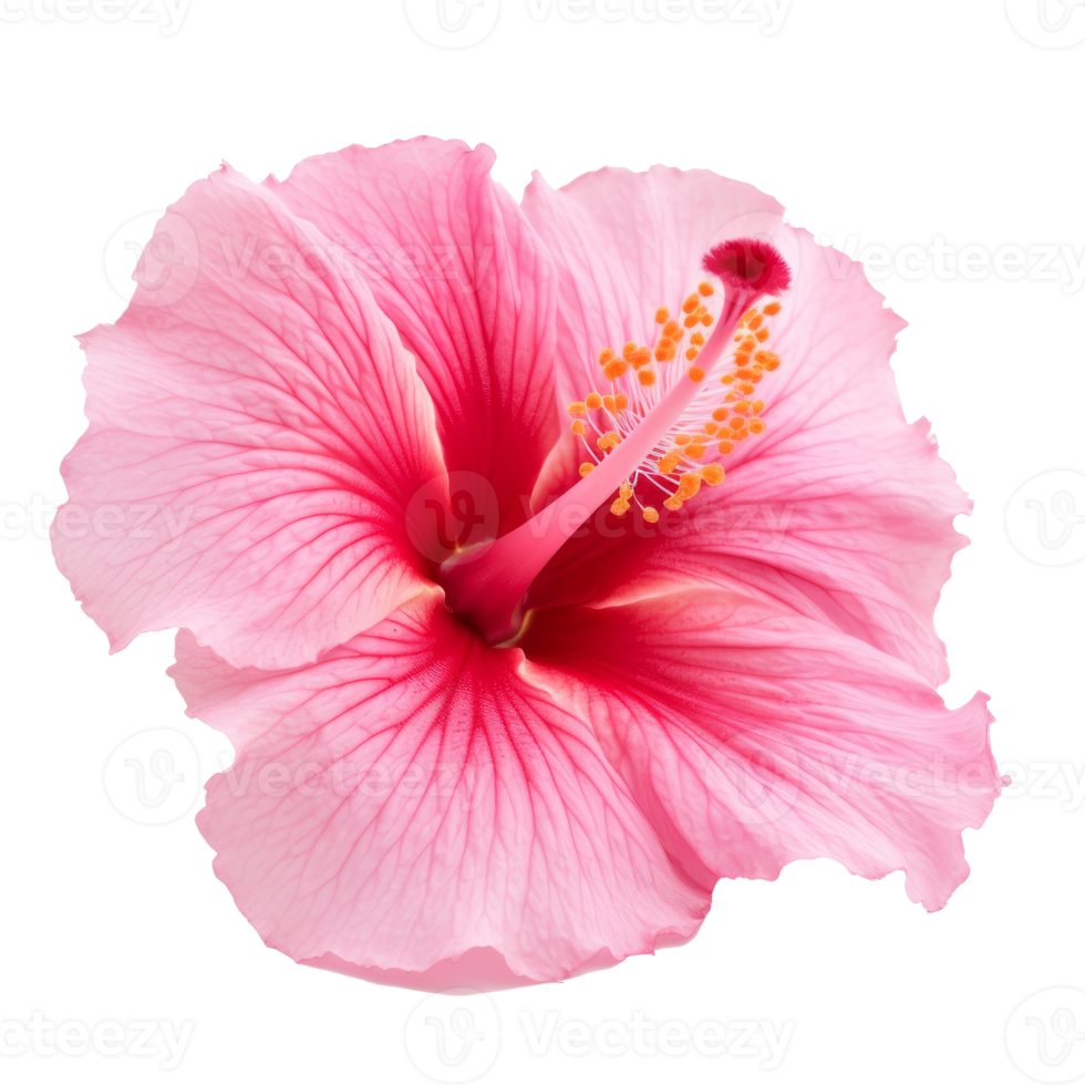 Hibiscus flower isolated. png