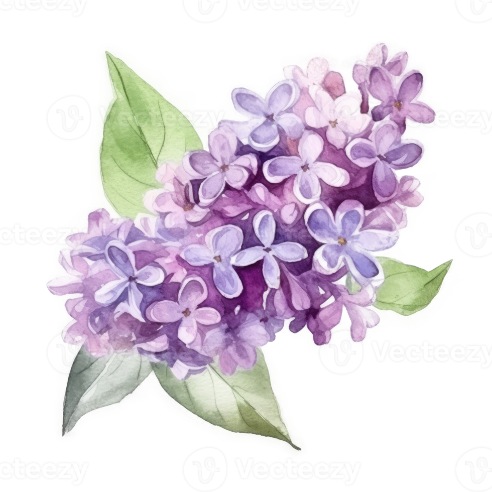 Watercolor drawing with Lilac flower png