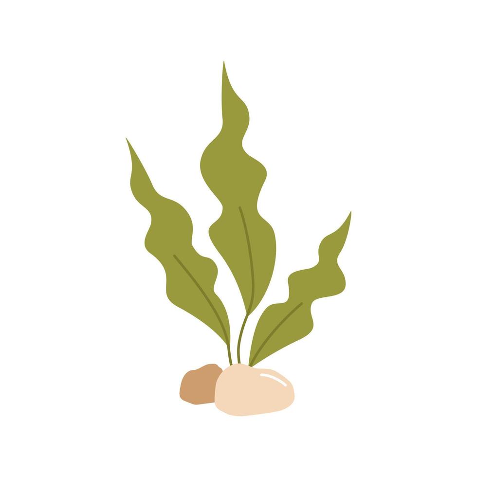 Seaweed flat vector illustration isolated on white background