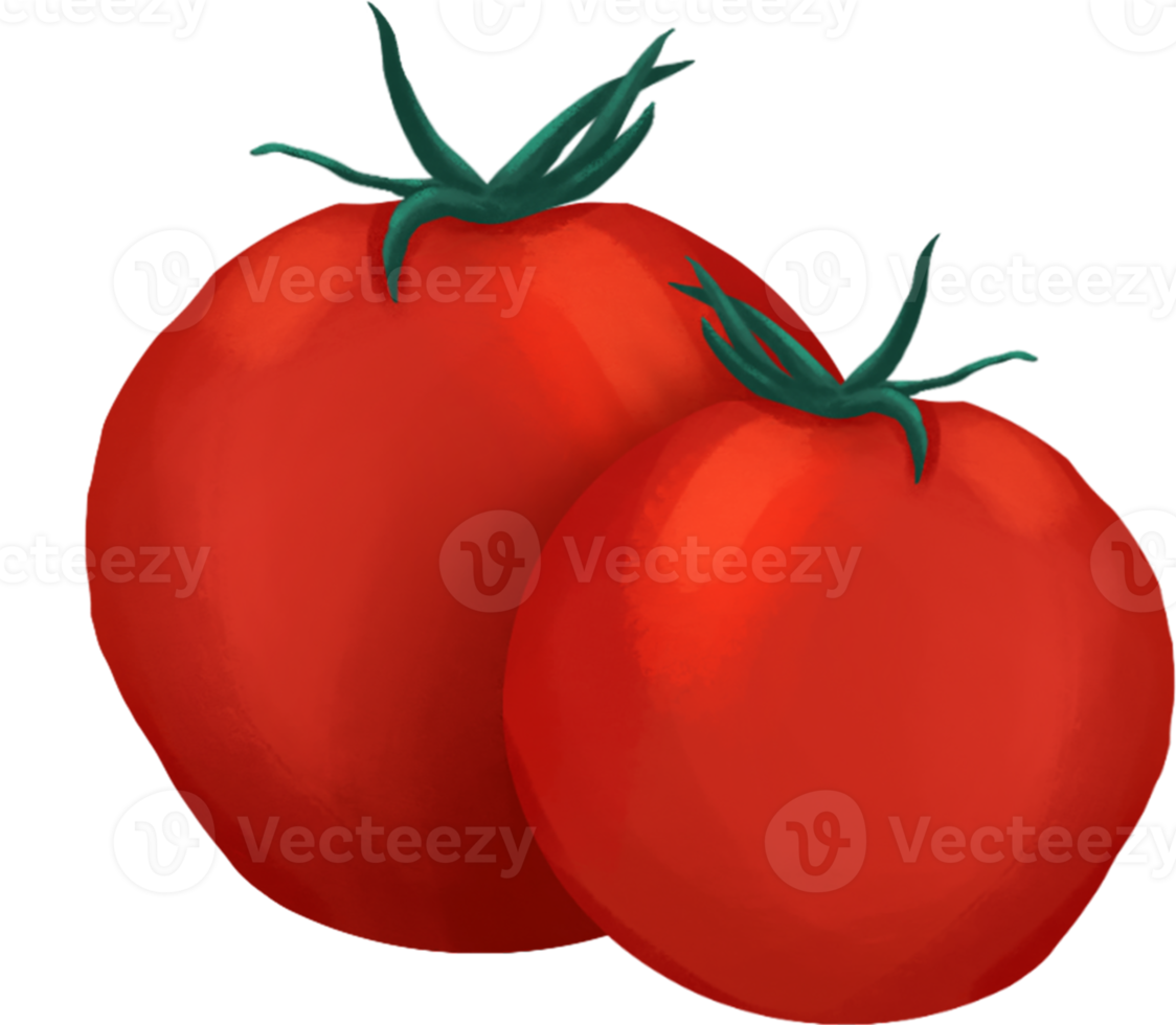 Fresh tomato hand draw clipart png