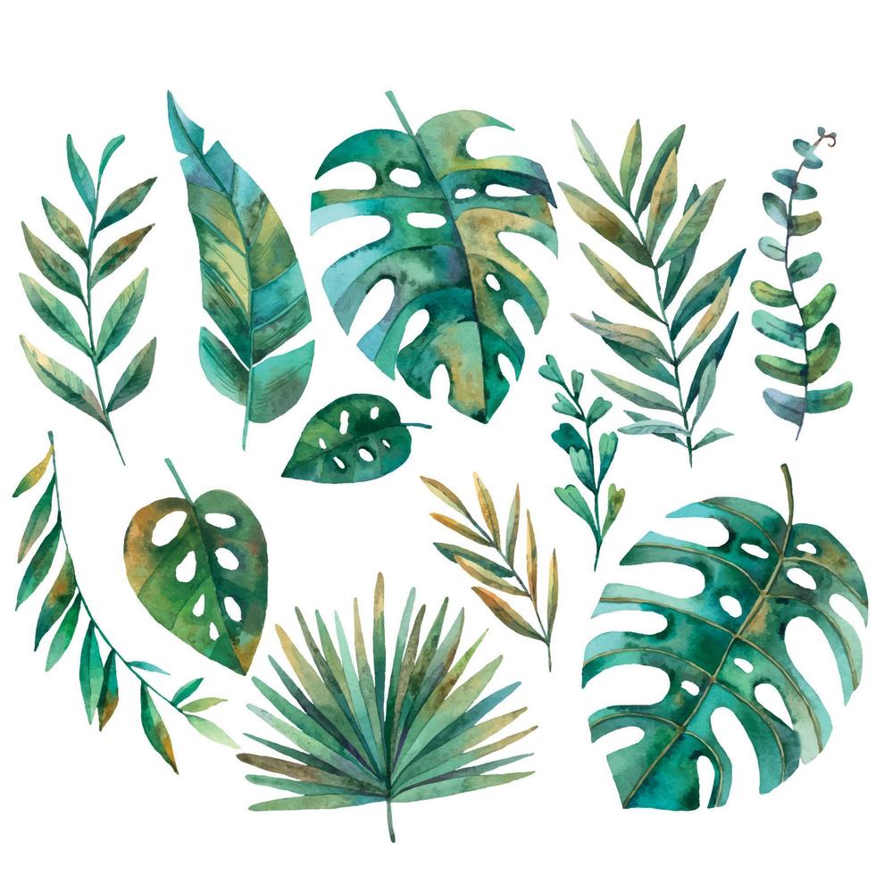 set of tropical leaves, monstera, palm in vector, watercolor illustration on white background.eps vector