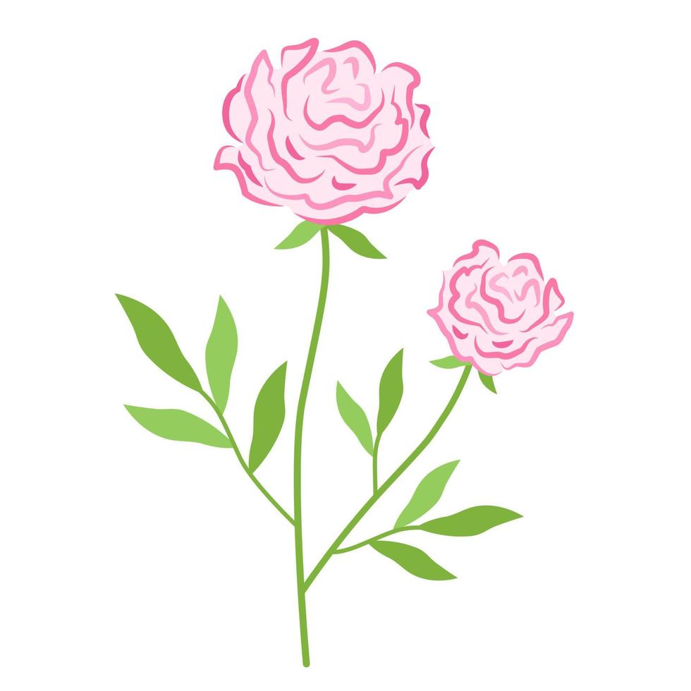 rosado floreciente peonía. floral vector ilustración de Rosa en rama con verde hojas y inflorescencia. botánico dibujo de lozano flor brote.