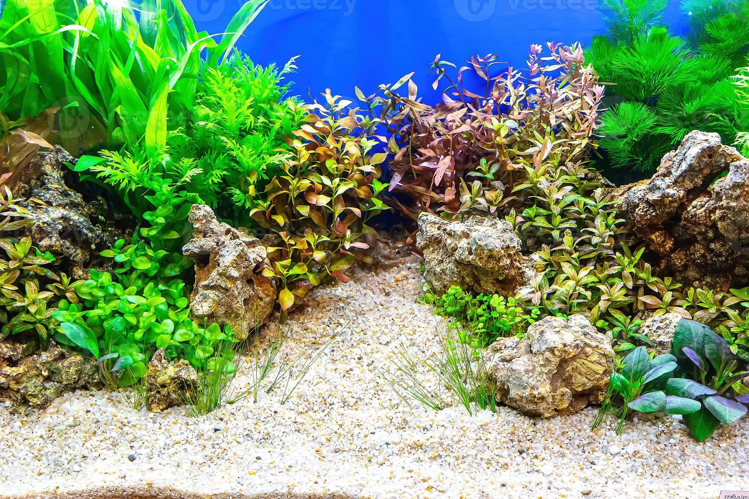 Tropical freshwater aquarium photo