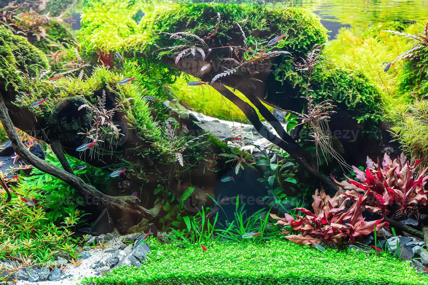 Tropical freshwater aquarium photo