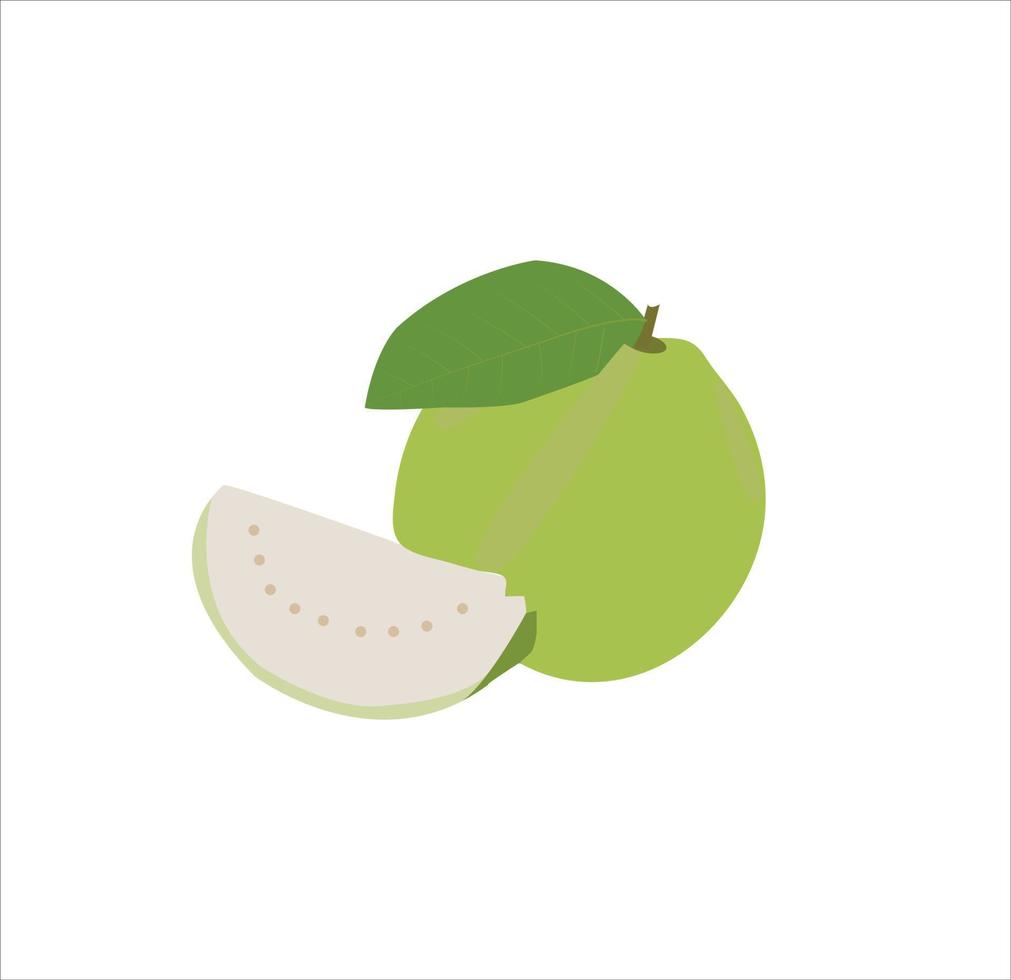A beautiful green guava vector art work