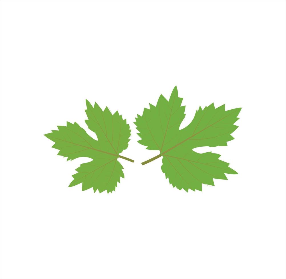 The leaves of grapes tree vector art work.