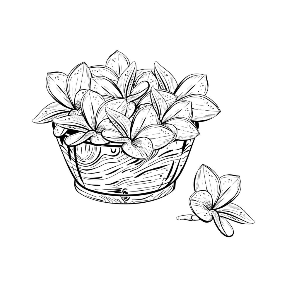 Vector illustration of wooden bowl and beautiful magnolia flowers on white background