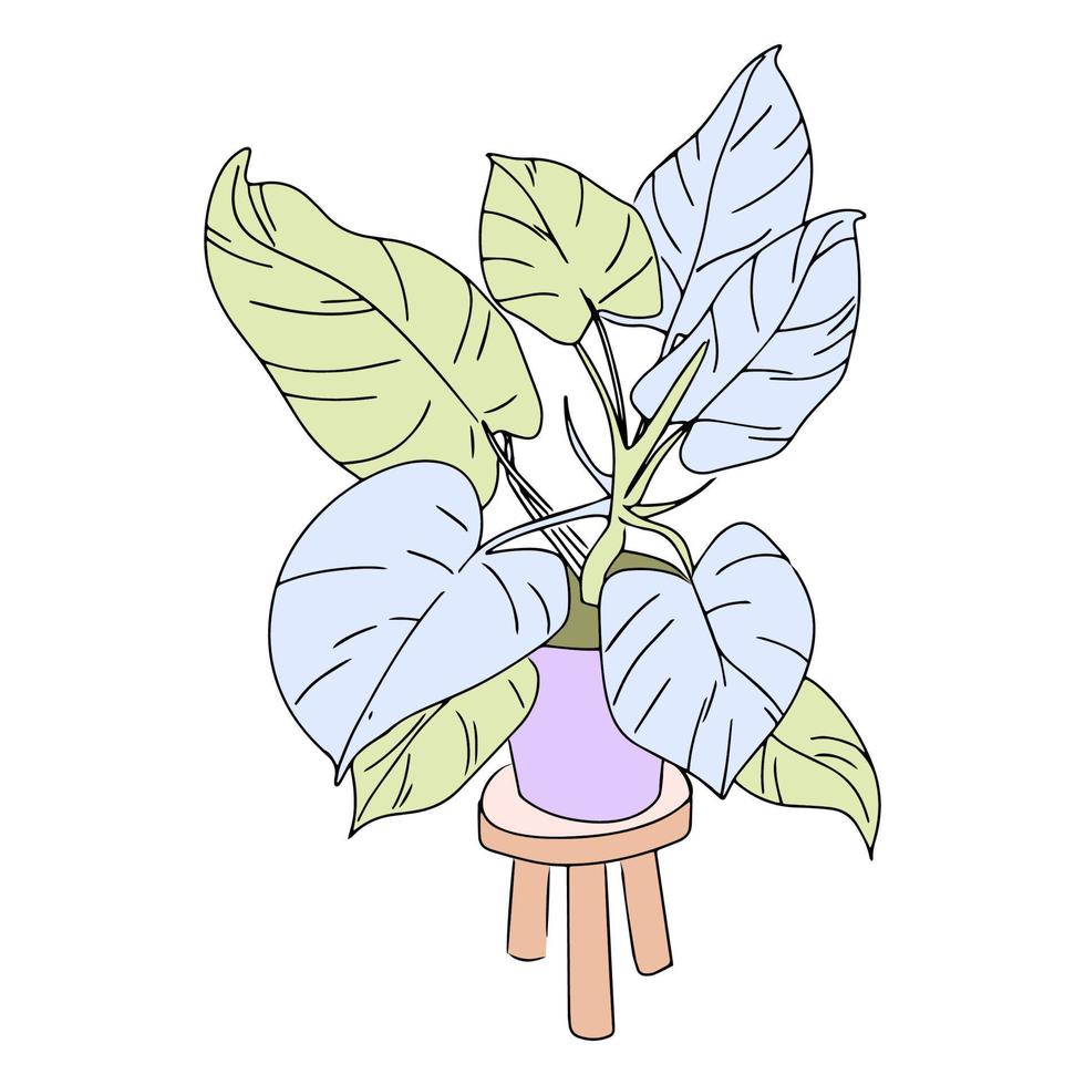 Philodendron home plant vector line art.