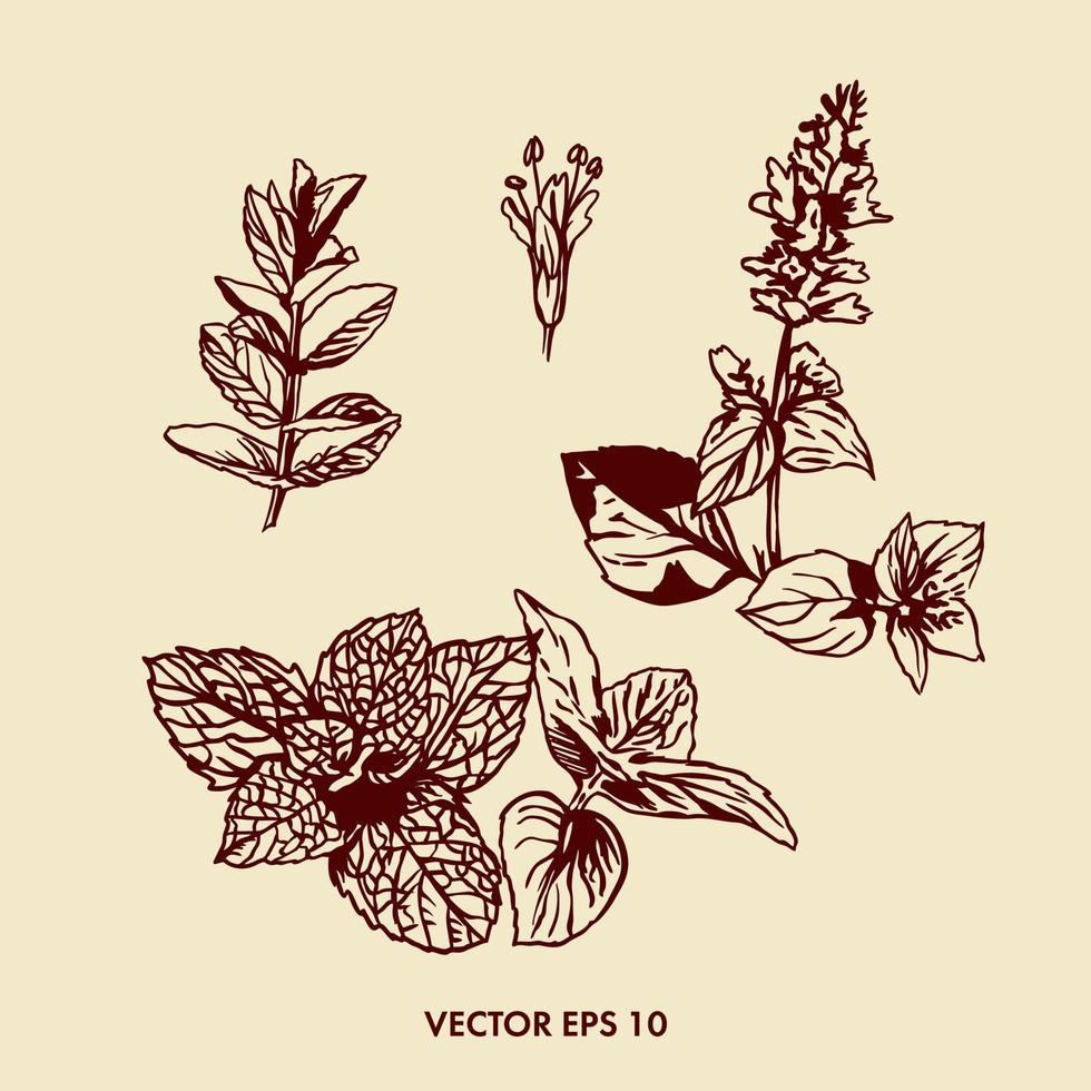 Mint vector illustration. Botanical illustration of mint flower and leaves. Graphic image. Preparation of the spicy component. Packaging design for tea, shampoo and other products containing mint.