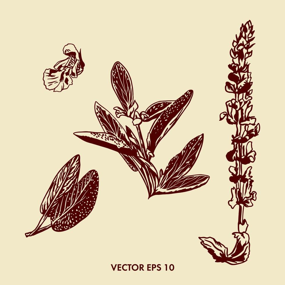 botánico ilustración de sabio. hojas, rama y flores de sabio. gráfico imagen de un planta. comida embalaje diseño. médico embalaje y etiquetas para especias vector