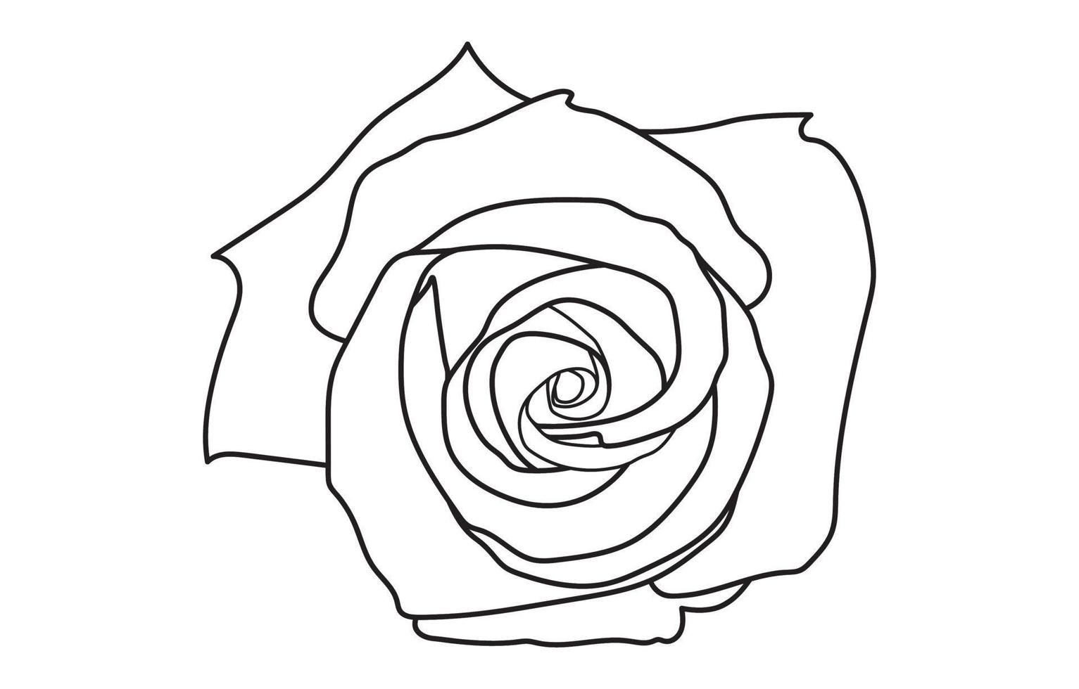 Rose vector graphic design, for prints, vector illustration