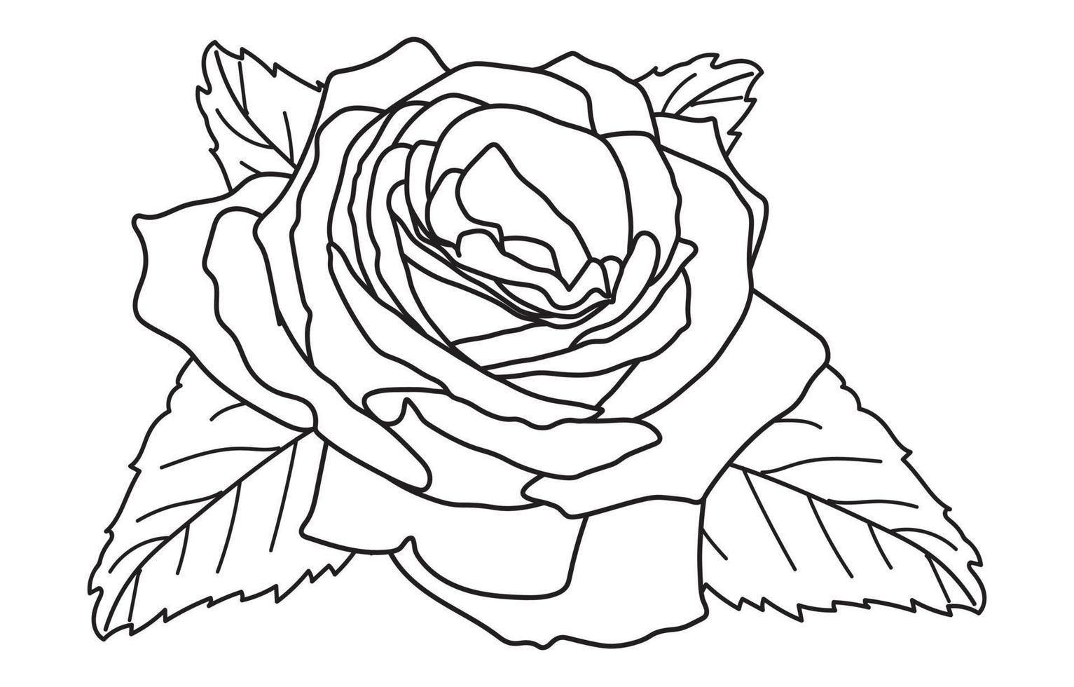 Rose vector graphic design, for prints, vector illustration