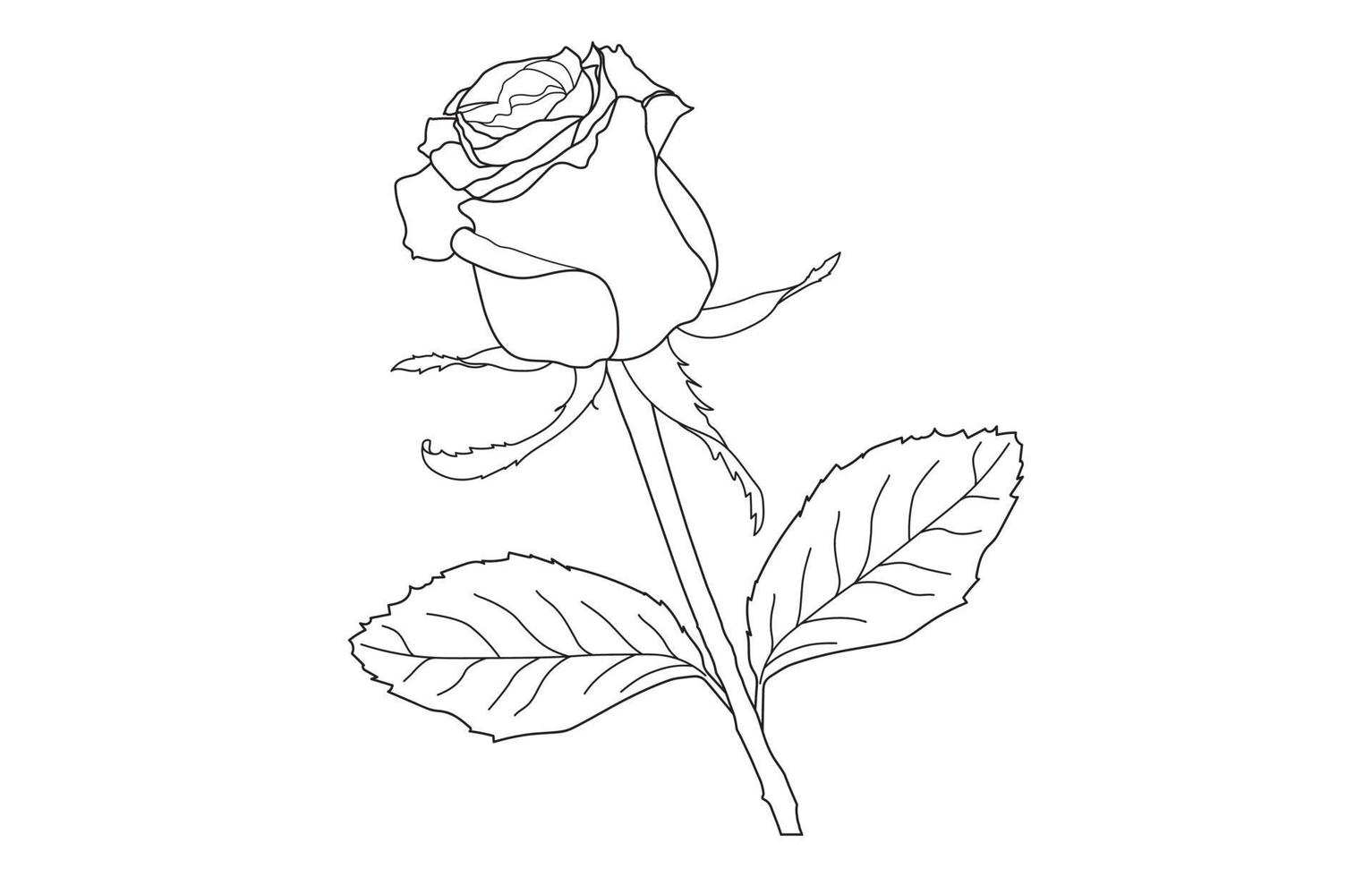 Rose vector graphic design, for prints, vector illustration