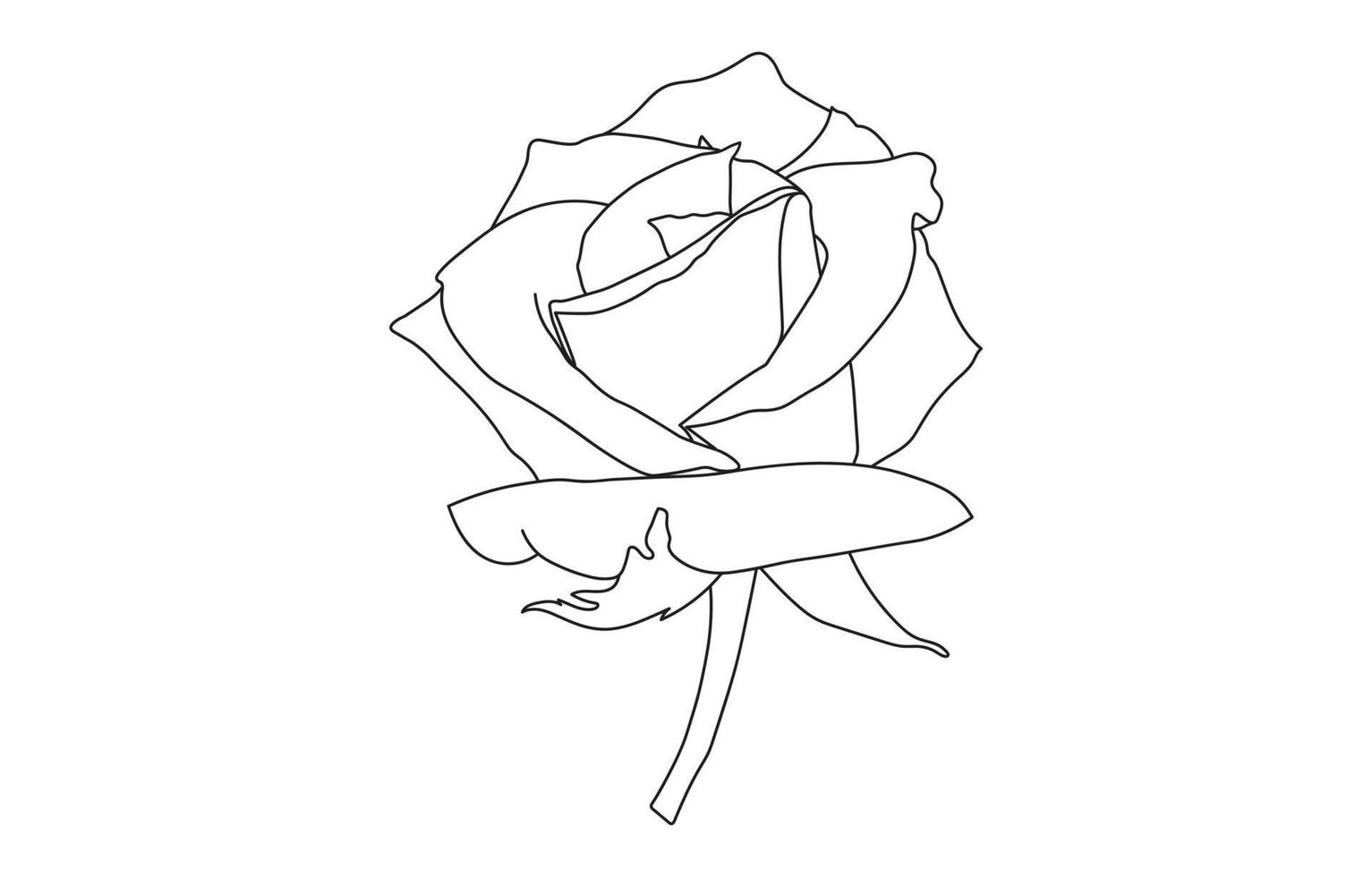 Rose vector graphic design, for prints, vector illustration