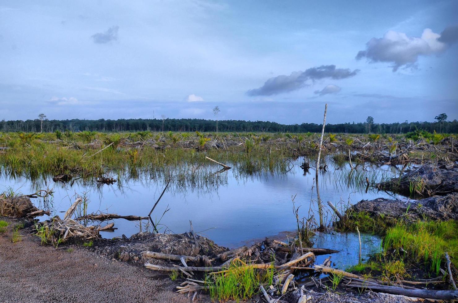 Beautiful background of a lake in the middle of green meadow. photo