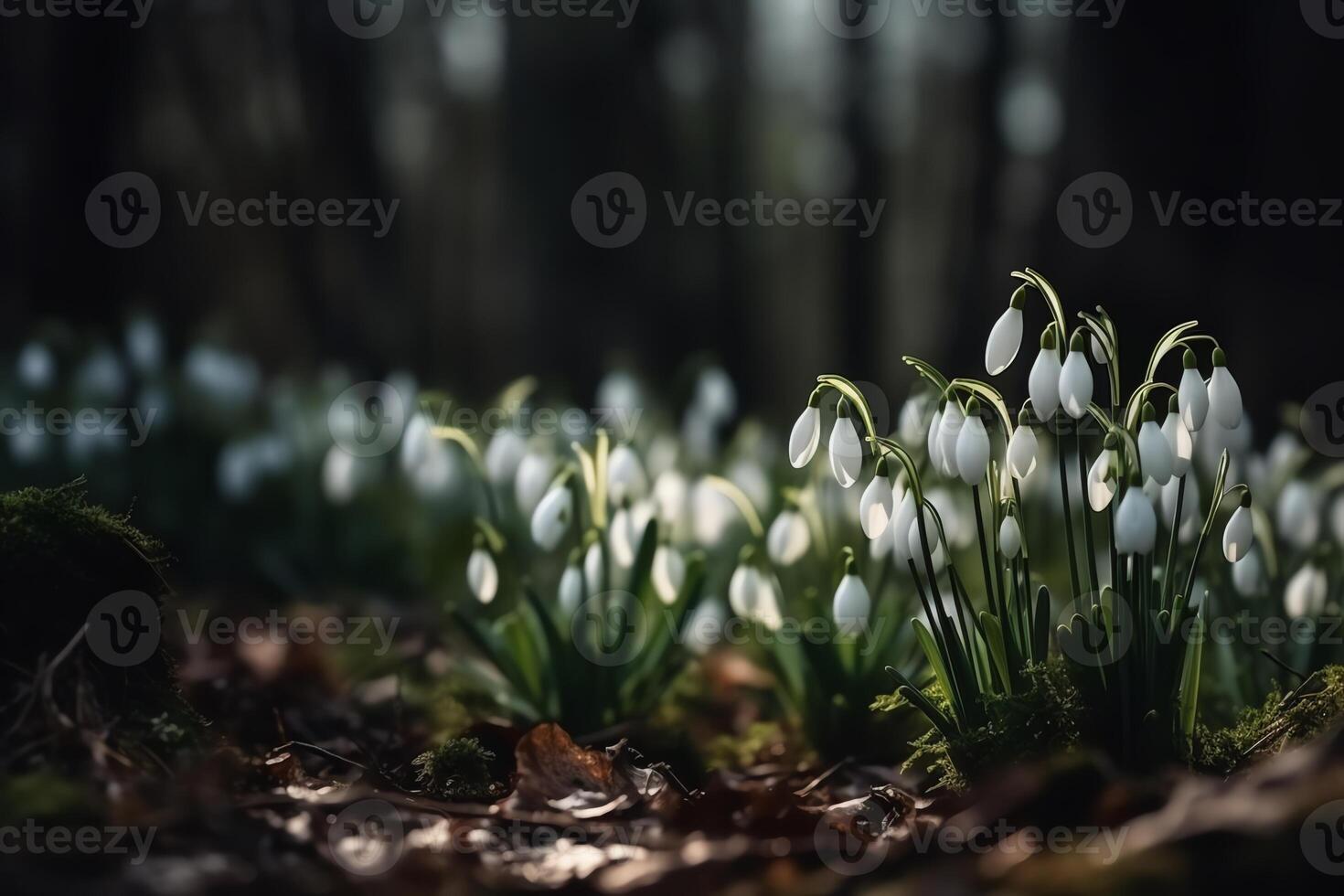 Snowdrop flowers in spring forest, Snowdrop day April 19 concept. photo