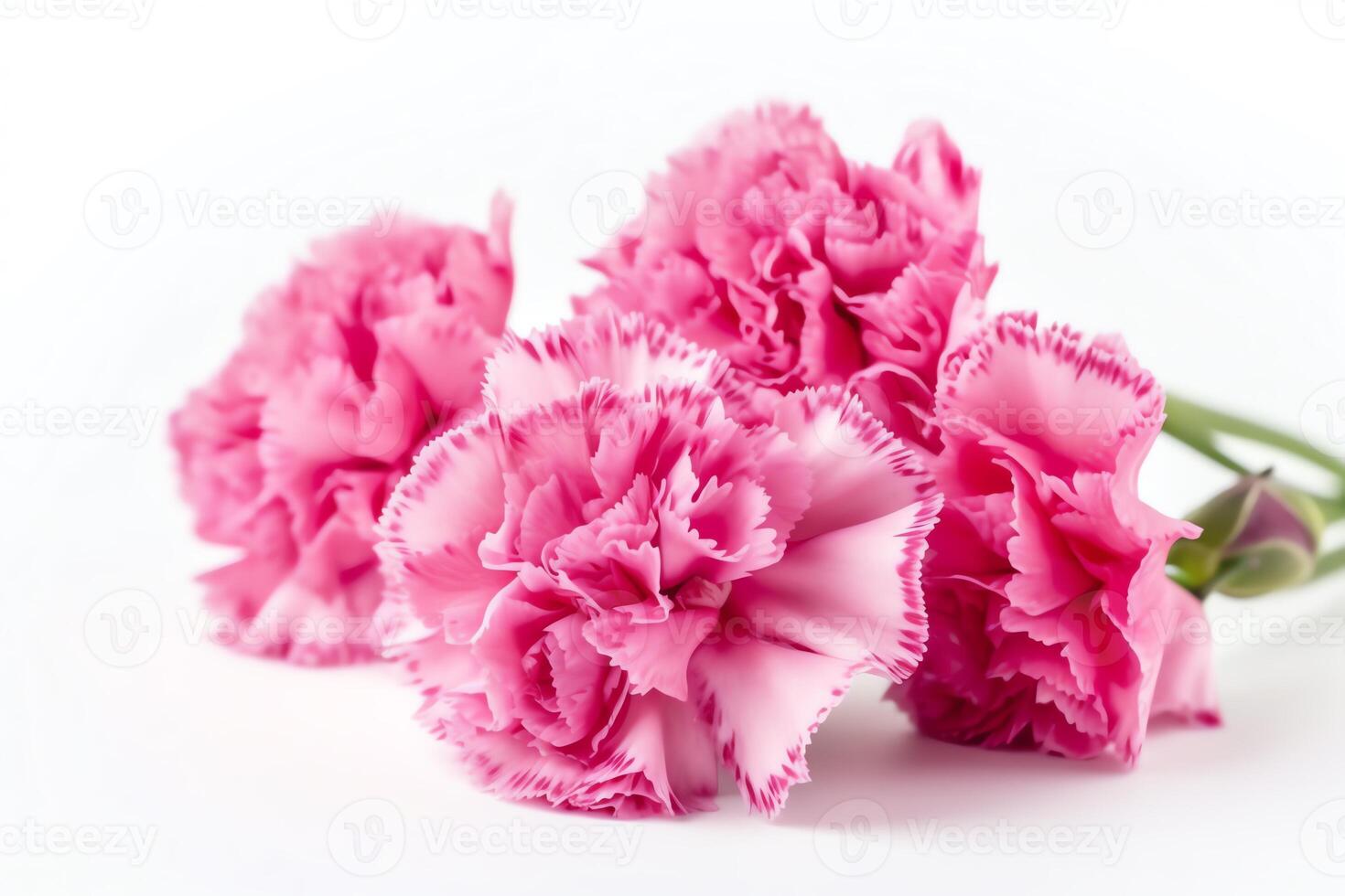 Pink carnation flowers on white background. photo