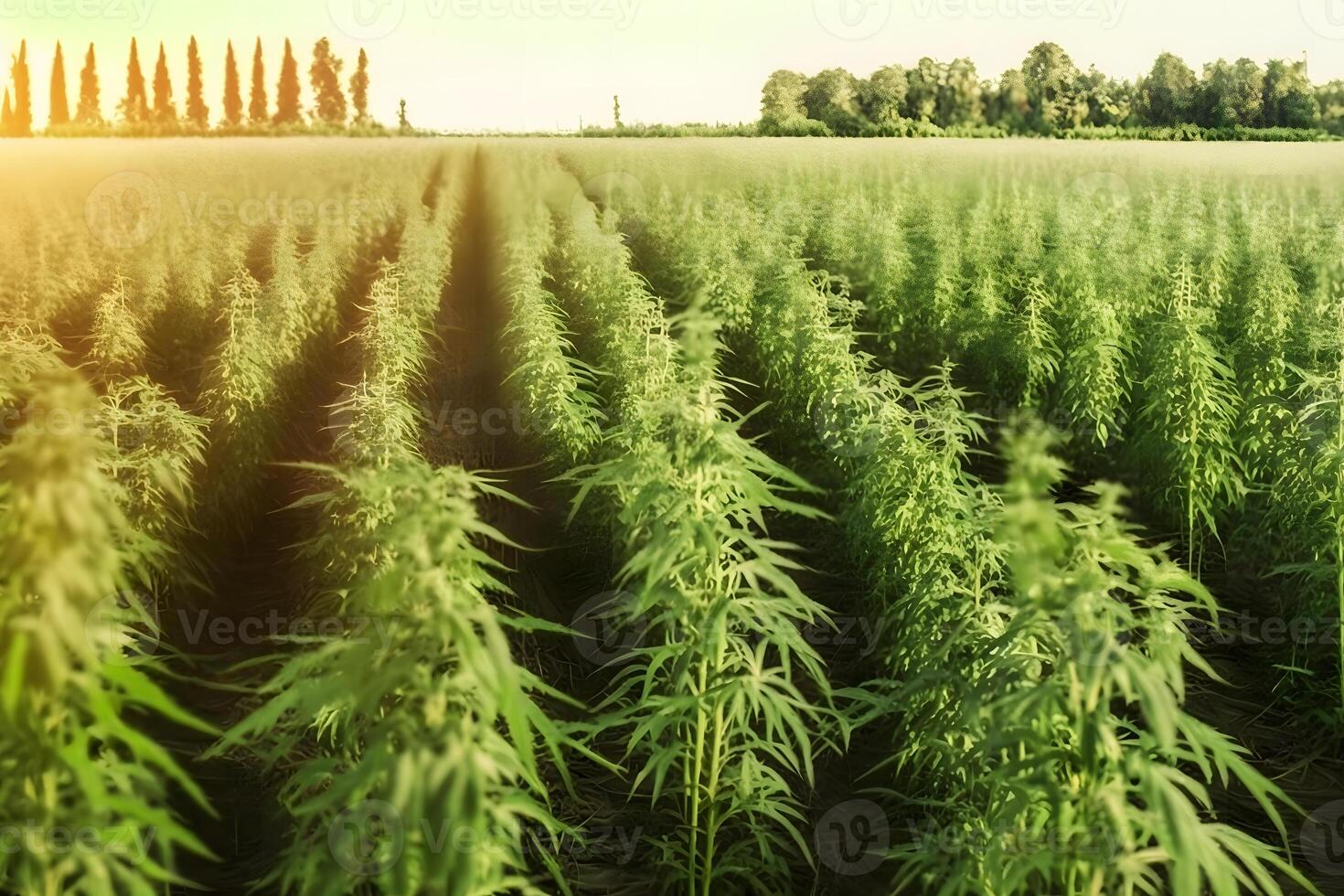 Marijuana bloom Plants nature of farm field with green. Neural network photo