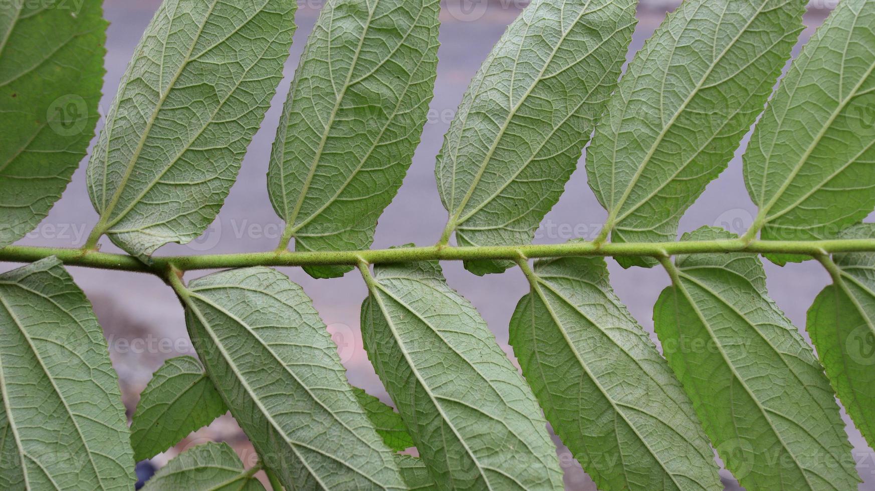 cherry tree green leaves. Muntingia calabura leaves photo