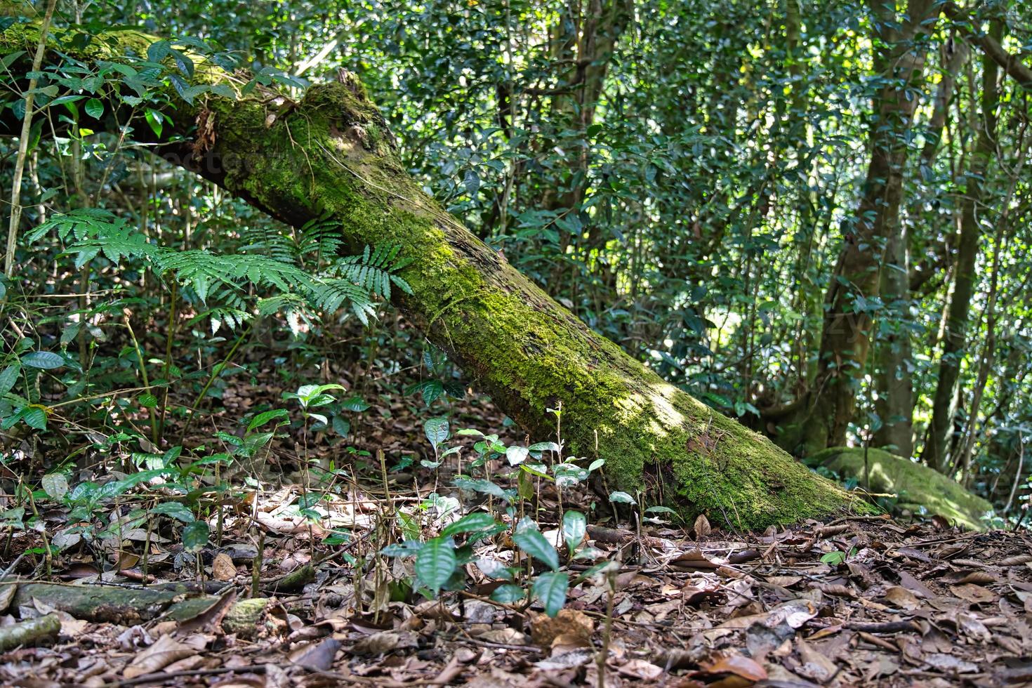 Morn blanc nature trail, rotting trunk, small tea tress and ferns, Mahe Seychelles photo