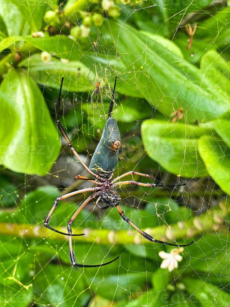 Seychelles palm spider in web at the beach, Mahe Seychelles photo