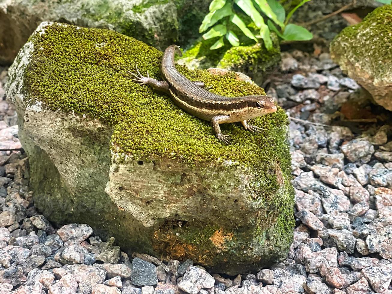 seychelles escinco lagartija en rocoso jefe, mahe seychelles foto