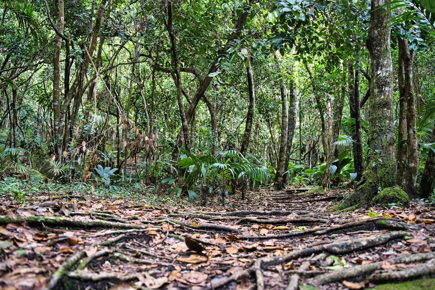 Trois frere nature trail, low shot of roots and the lush landscape  Mahe,Seychelles photo