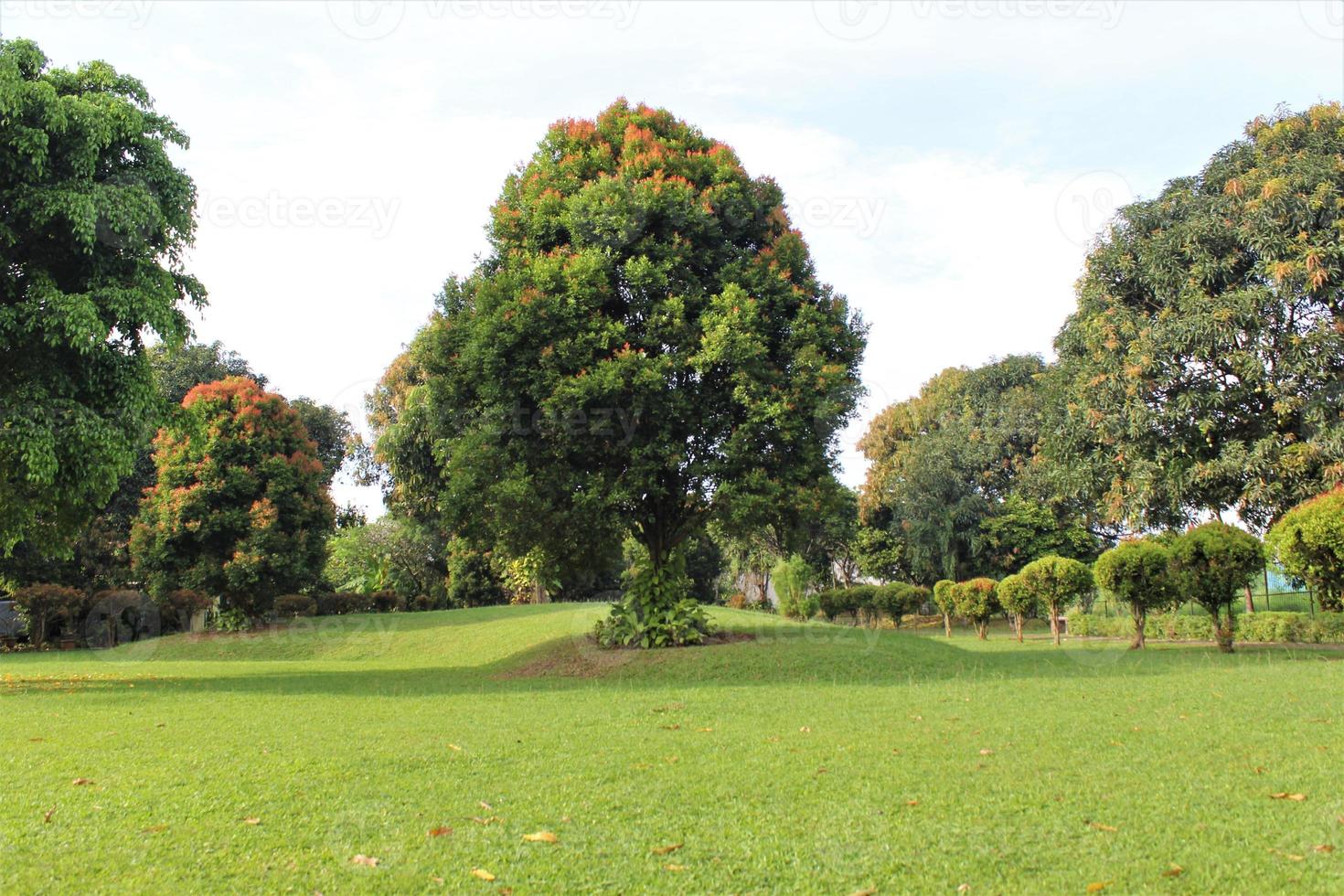 big tree in the garden photo