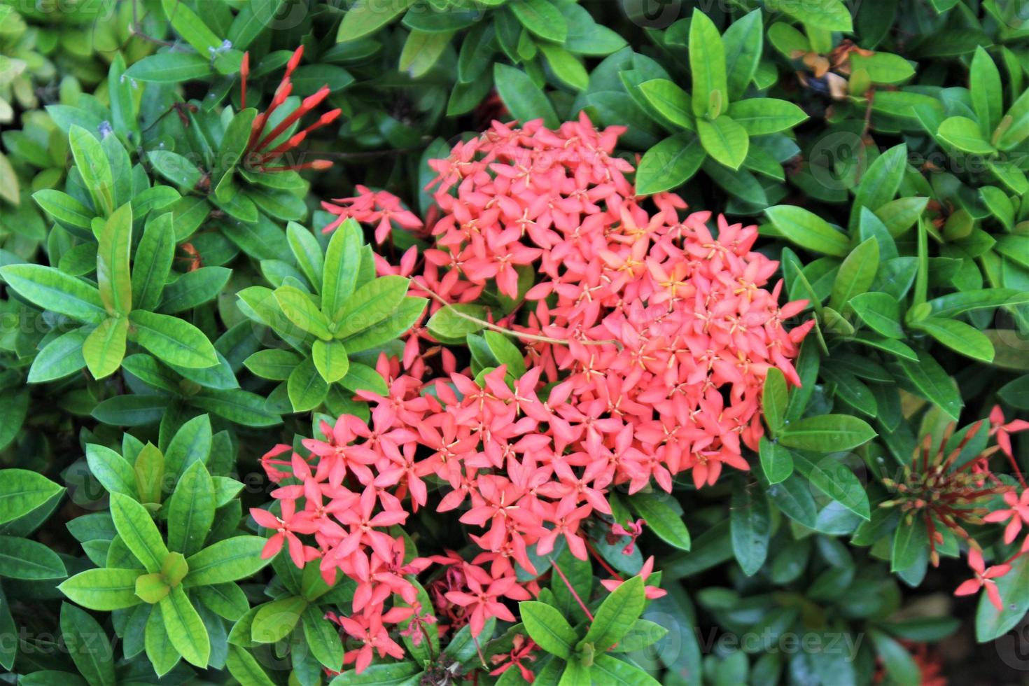 beautiful Ixora chinensis plant in the garden photo