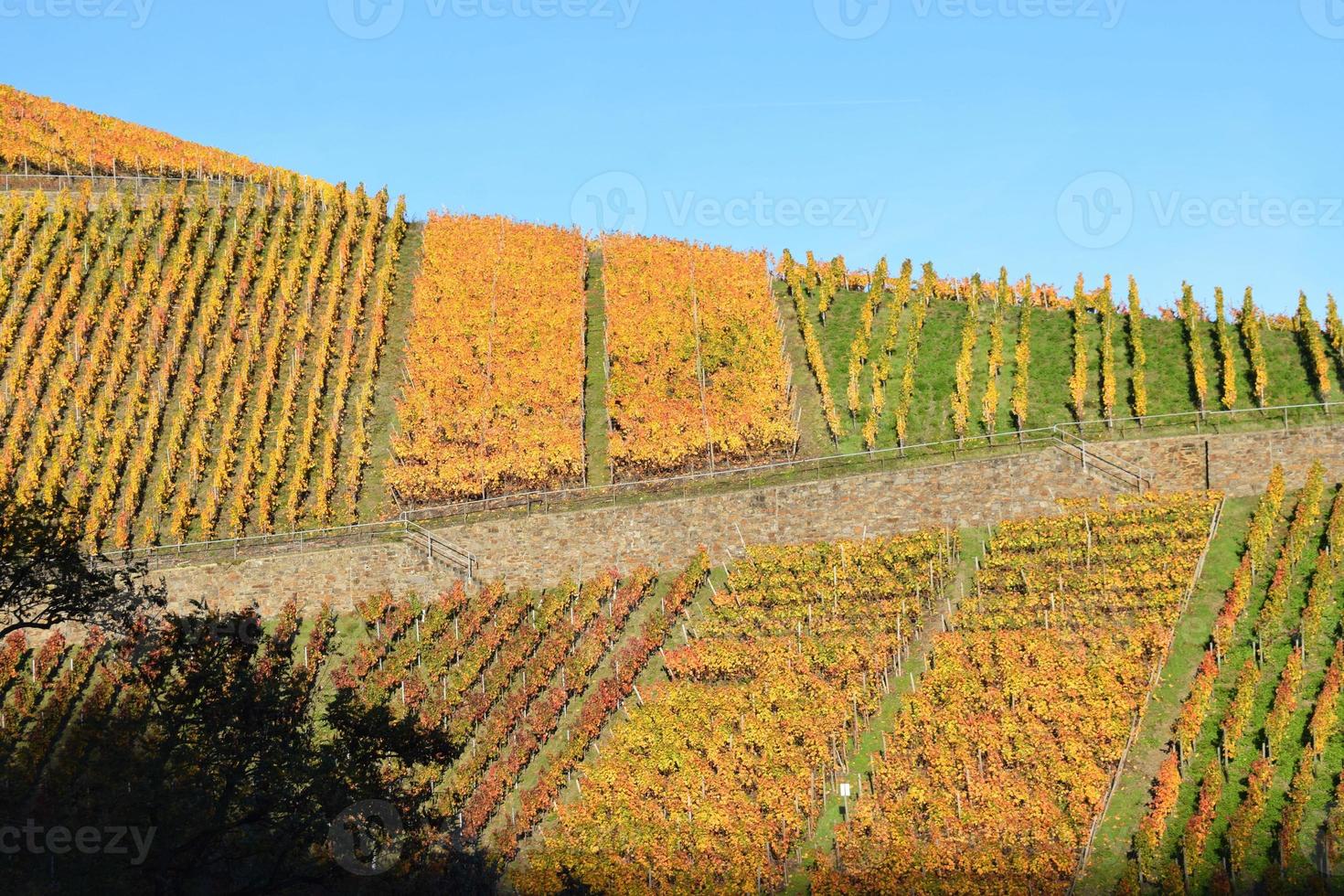 Colorful Ahr Valley Vineyards in Autumn photo