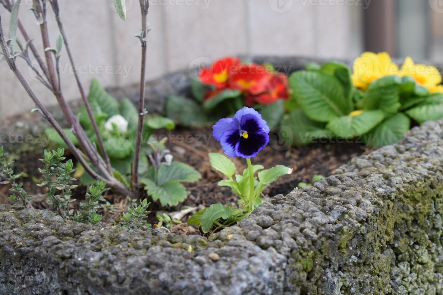 Blue Pansy with Primroses photo