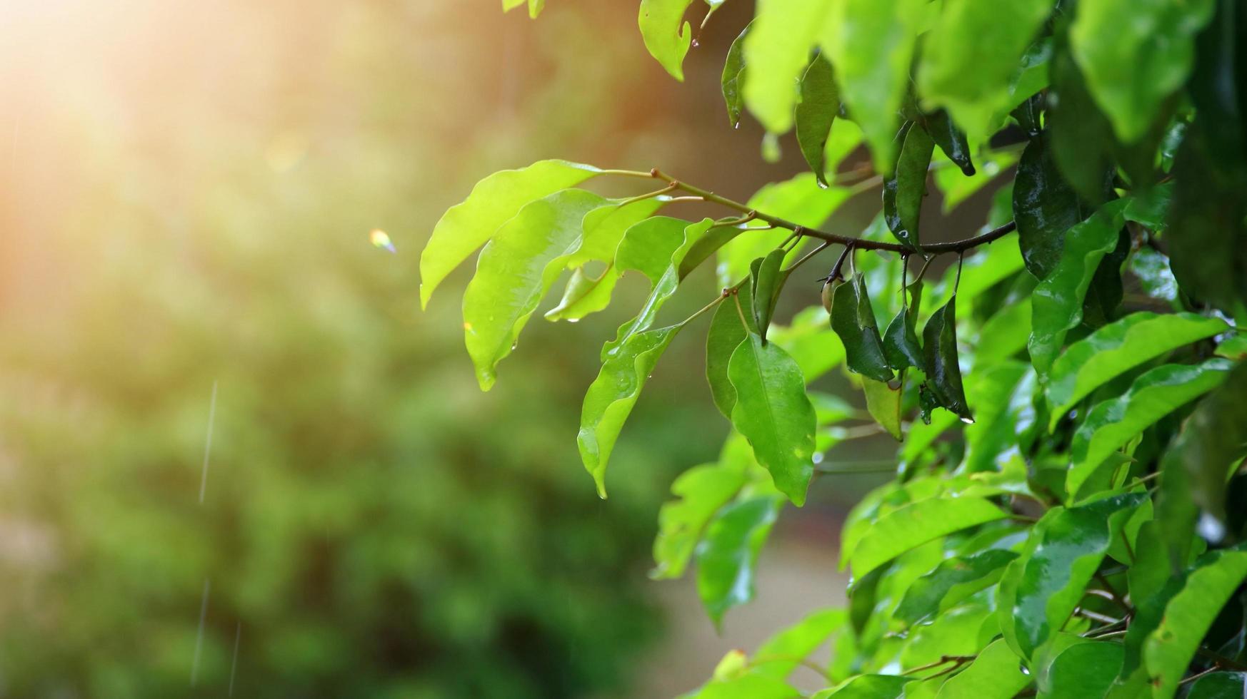 Tree leaves wet after being exposed to rain in the morning photo