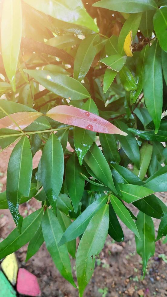 Tree leaves wet after being exposed to rain in the morning photo