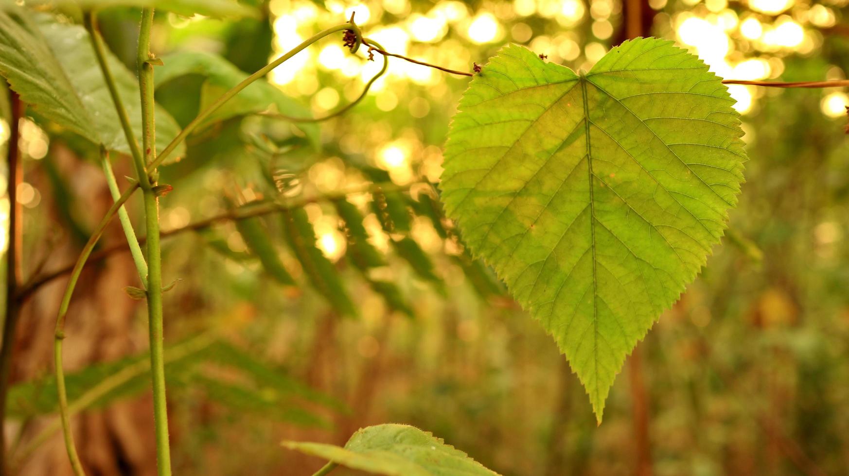 Green leaves against a background of sunset light photo