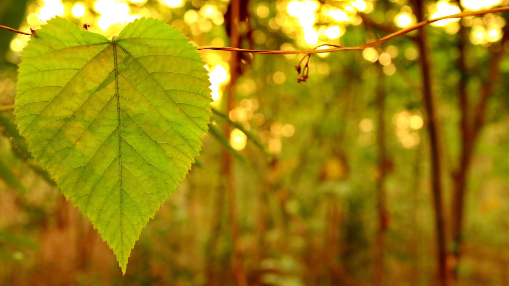 Green leaves against a background of sunset light photo