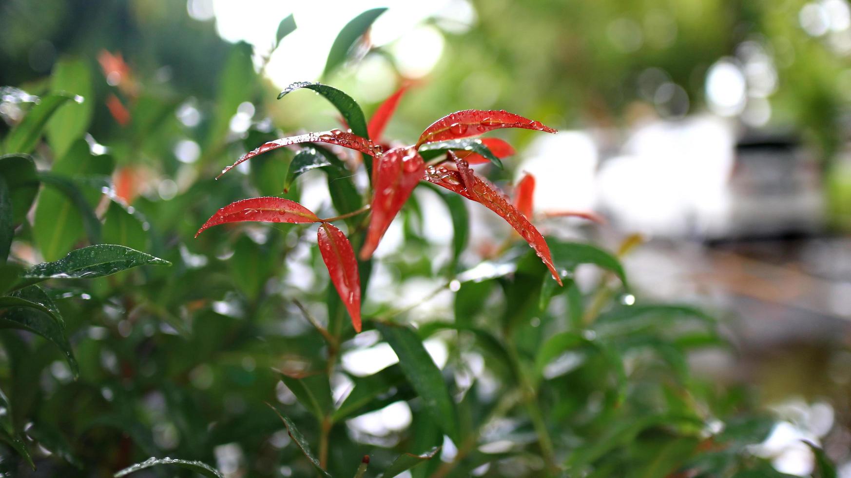 Green and red leaves with soft sunlight, photo