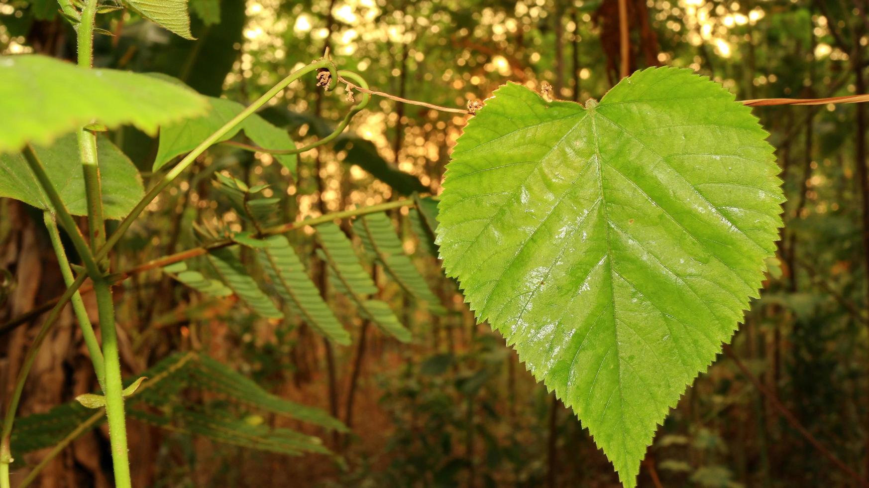 Green leaves against a background of sunset light photo